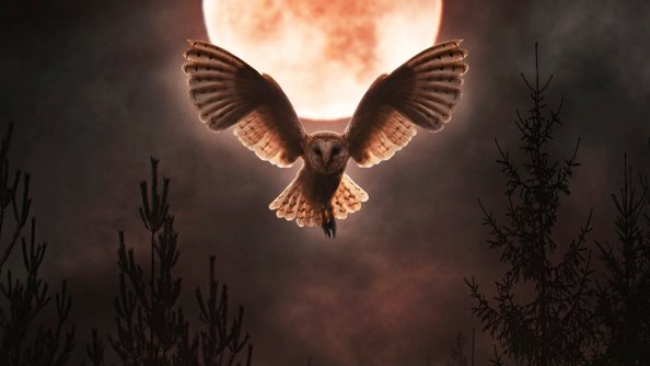 Barn Owl Moon Night