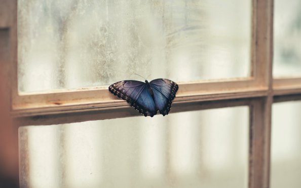 Butterfly Sitting On Window Side 5k