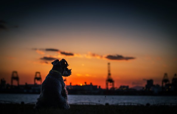 Dog Sunset Silhouette 4k