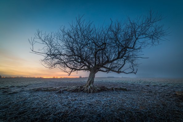 Frozen Tree 5k