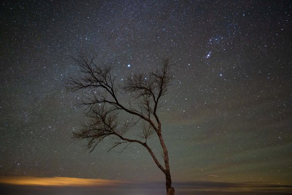 A Lone Tree Under A Night Sky With Stars