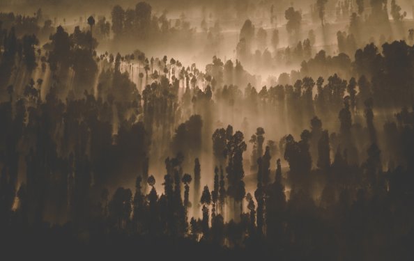 Dark Forest Trees Nature Scenery