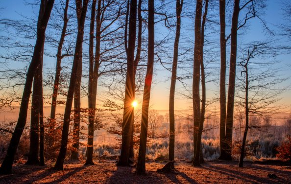 Forest Trees Winter Landscape
