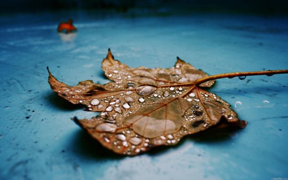 Drops on Leaf