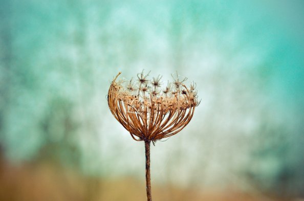 Dandelion Plants