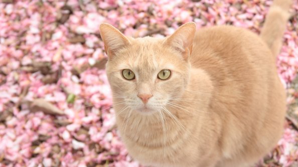Cat On Pink Flowers