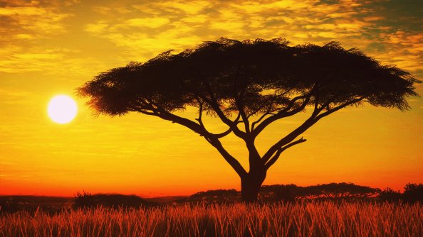 Serengeti Sunset 4k