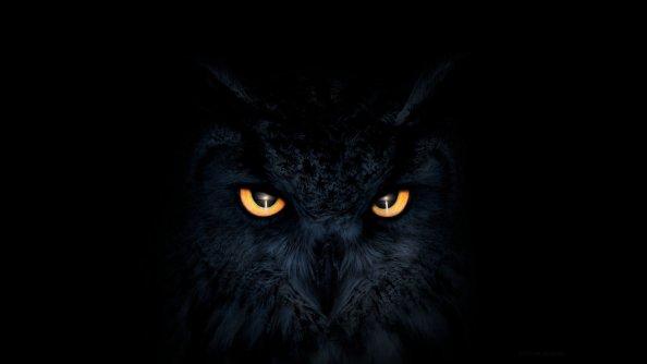 Owl Dark Glowing Eyes