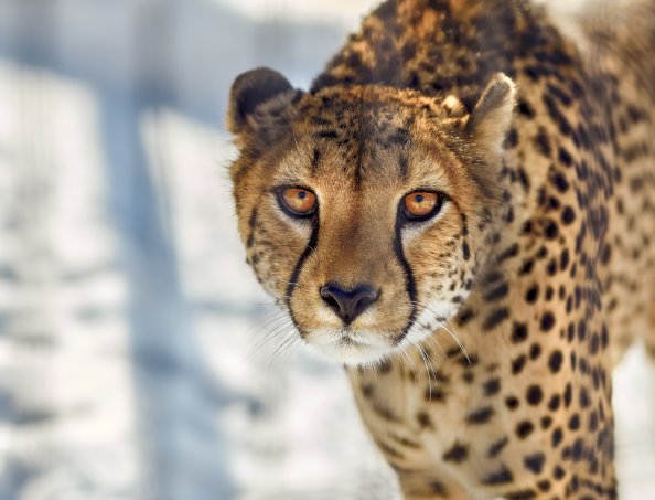 Cheetah Close Up