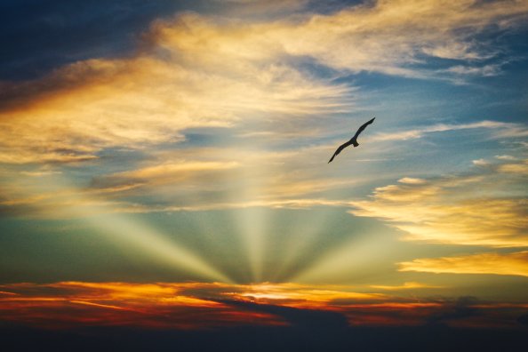 Bird Flying Sunset Evening View Clouds Beautiful Sky 5k