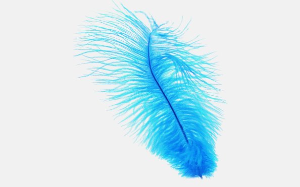 Blue Feather