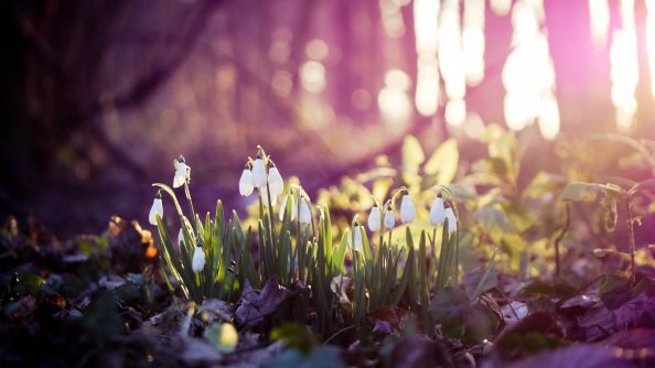 Snow Drops On Flowers