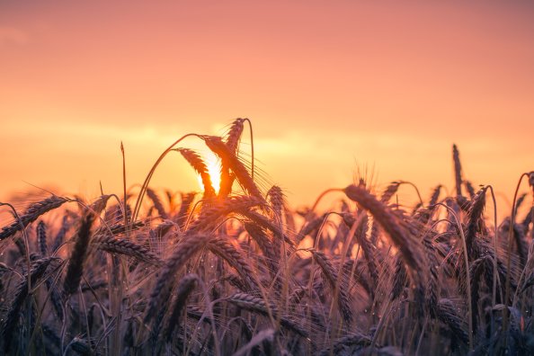 Cornfield Sunset 4k 5k