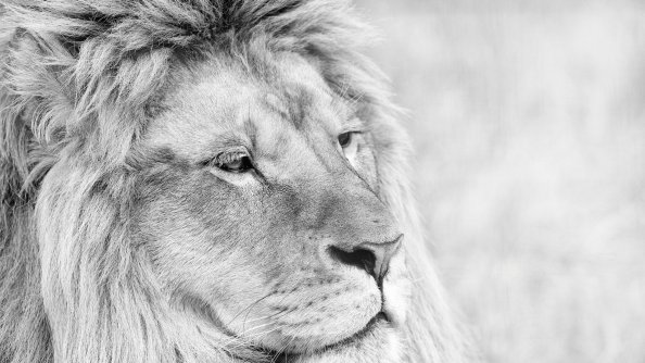 Lion Monochrome