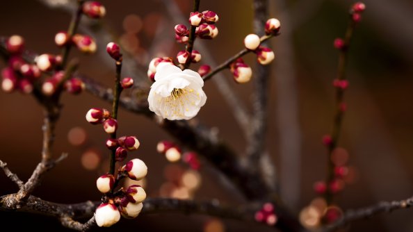 White Flower