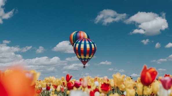 Hot Air Balloons White Red Yellow Tulip Flowers