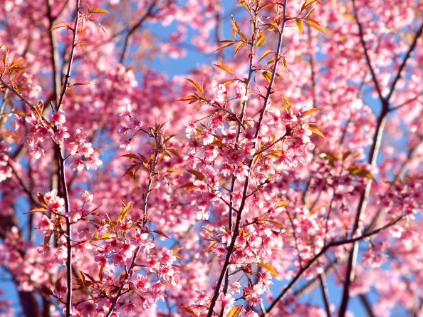 Pink Flowers Blossom Season Background 4k