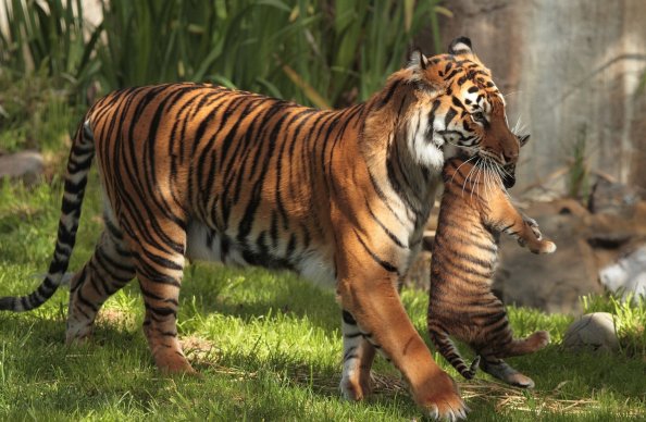 Tiger Carrying Cubs