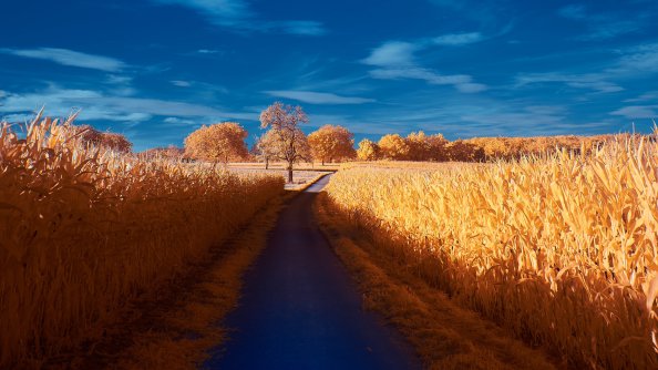 Road Autumn 4k