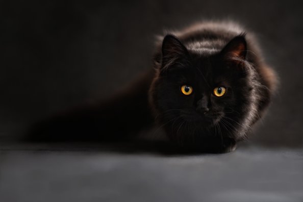 Black Cat Glowing Eyes 4k