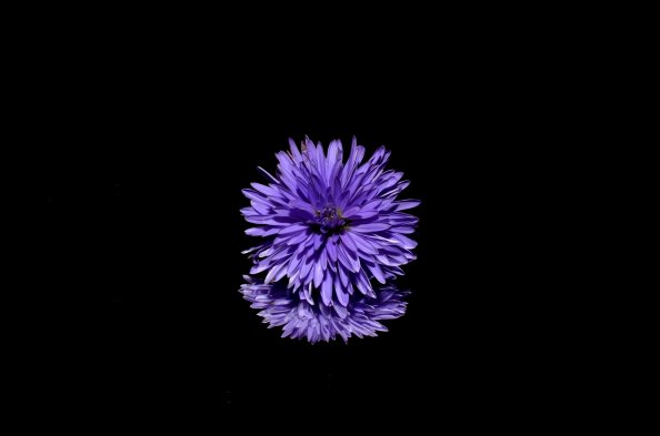 Blossom Purple Flower Black Background Reflection