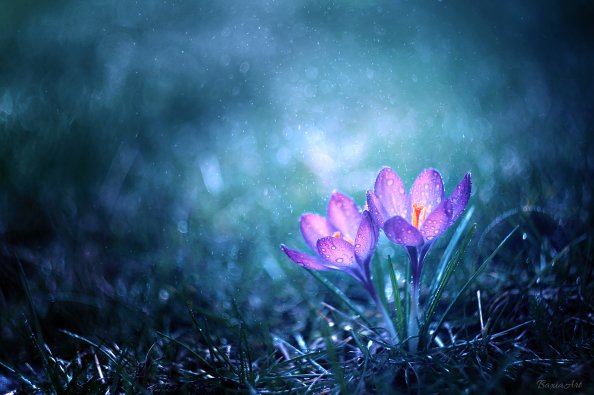 Magical Flower Morning