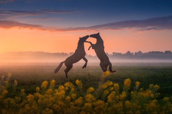 Horses Dancing Sunset