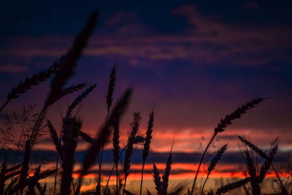 Wheats During Dawn In Landscape Photography
