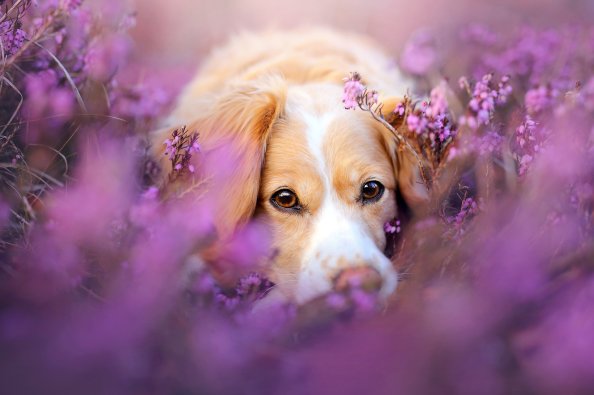 Cute Dog In Flowers