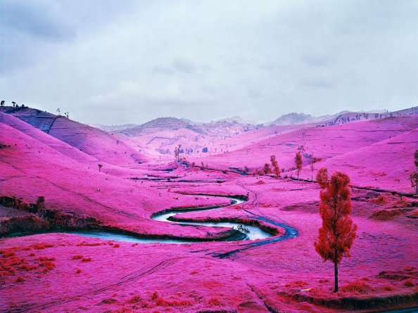 Pink Field Democratic Republic Of The Congo