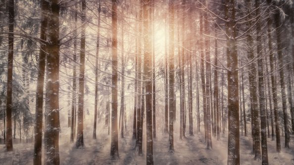Sunbeams Snowy Trees