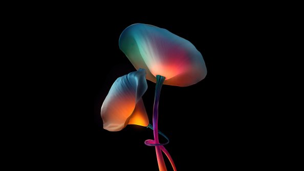 Flowers Oled