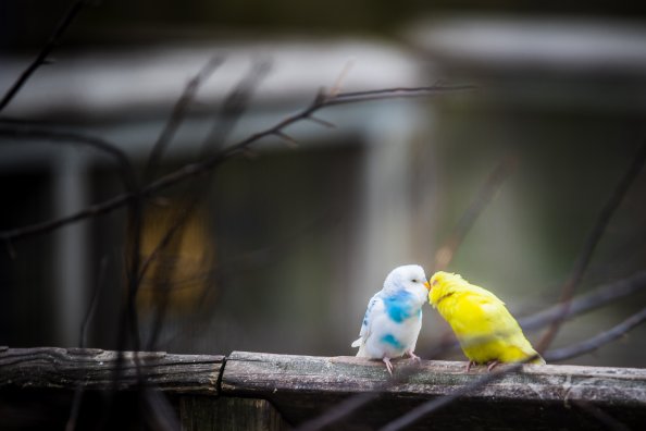 Love Birds 4k