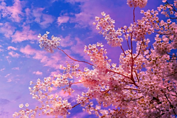 Cherry Blossom Tree 4k 5k