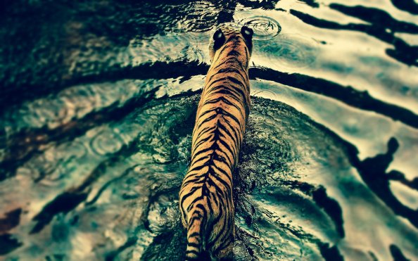 Tiger In Disneys Animal Kingdom