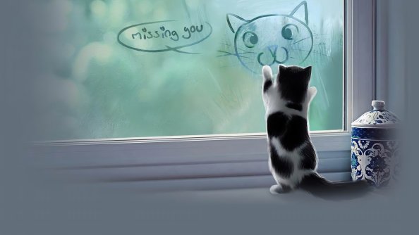 Cat Missing You