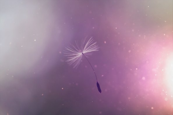 Dandelion Umbrell Flying
