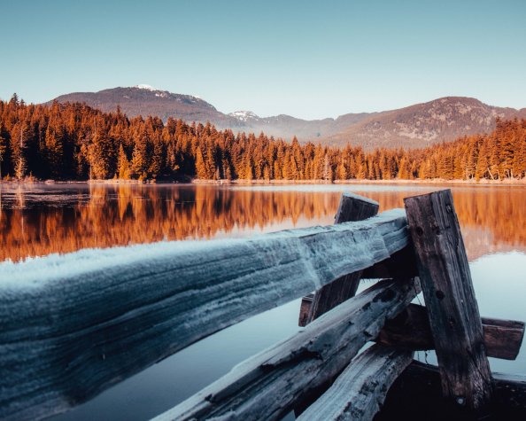 Water Tree Plant Outdoors Lost Lake