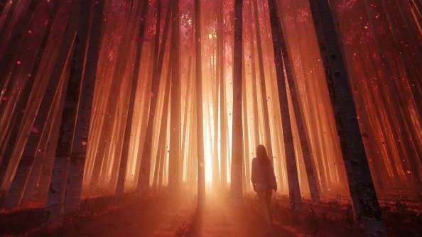 The Forest Sunset Breeze