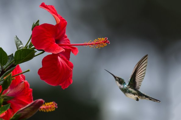 Hummingbird Macro