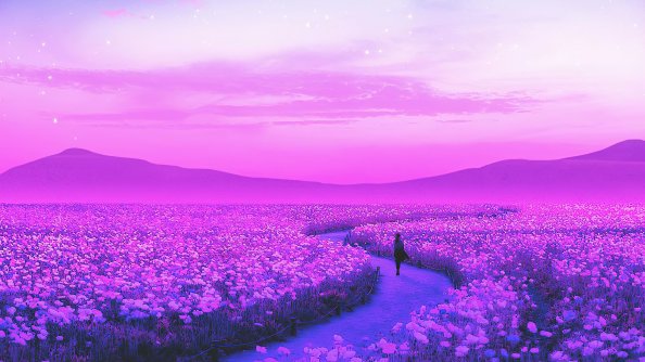 Day Dreaming Lavender Field 4k