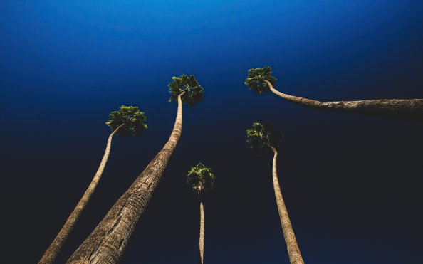 California Palm Trees