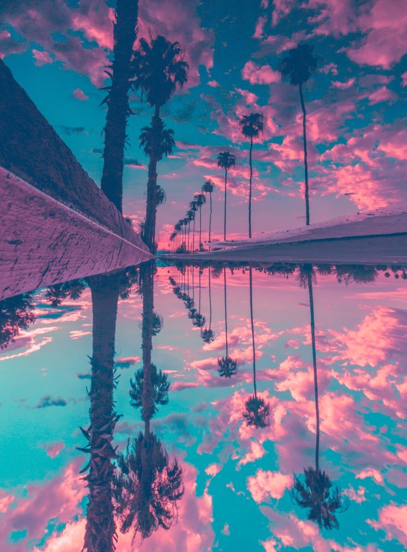 Palm Trees Reflection Sky