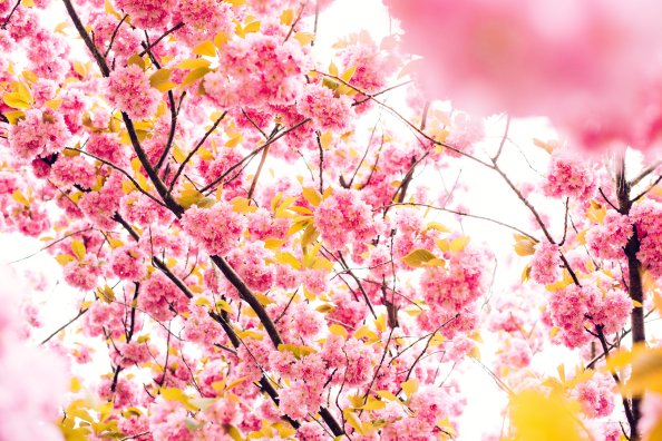 Pink Blossoming Tree 8k