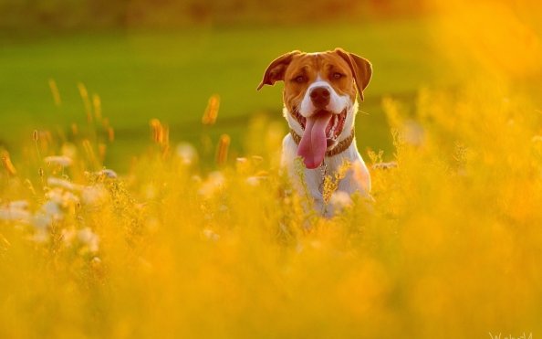 Dog In Fields