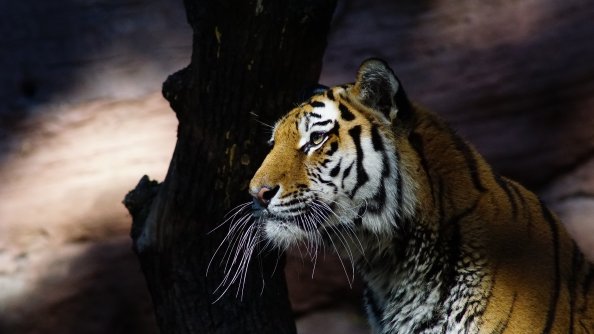 Tiger Glance 4k