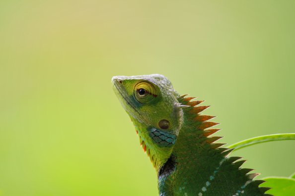 Chameleon 5k