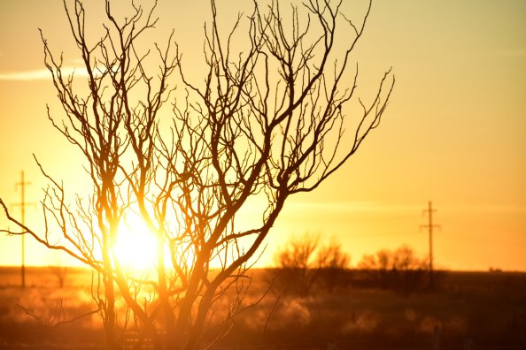 Tree Branches Afterglow Silhouette