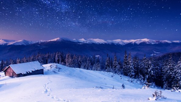 Star Forest Nature