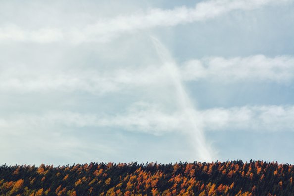 Yellow Green Trees Forest 5k